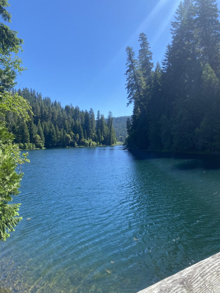 Picture of a calm lake surrounded by evergreen treese trees