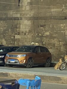 there is a street dog ON TOP of a car sleeping