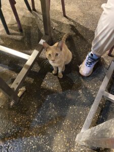 Street cat looking up at me