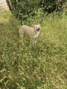 white lab looking dog in some grass